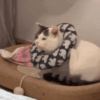 Loading cat animation